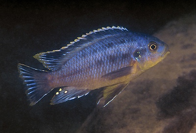 Petrotilapia genalutea 'Luwala Reef'